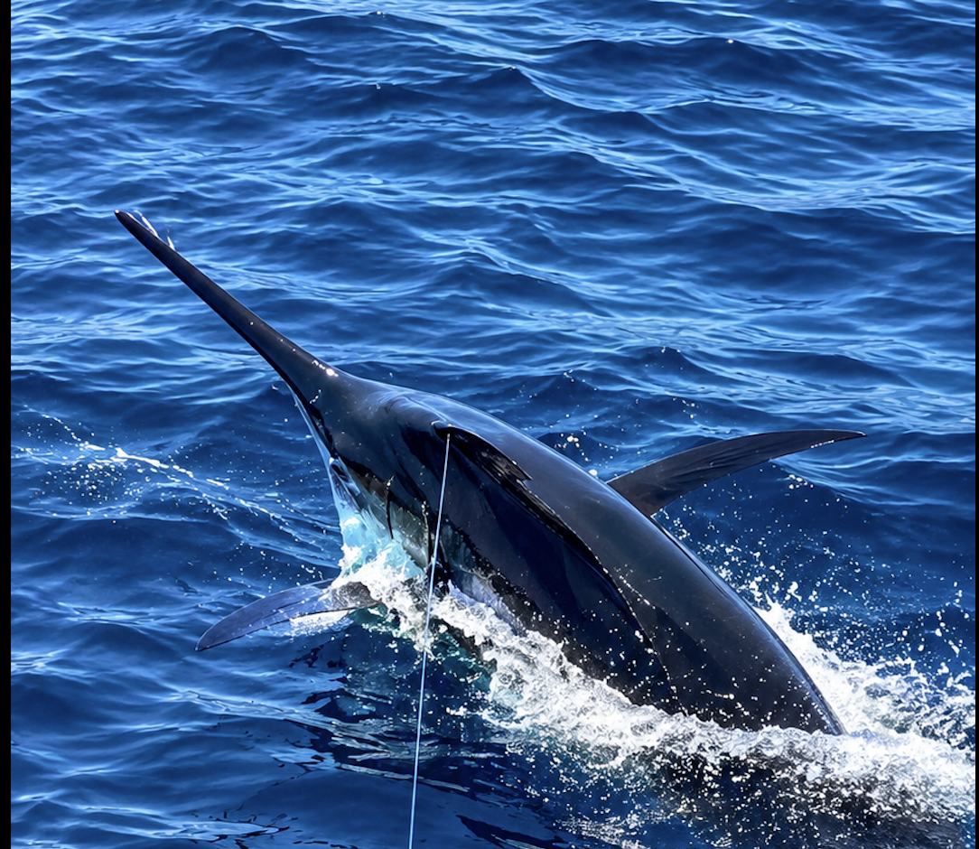 A 900-Pound Black Marlin Headlines June at Los Sueños Marina